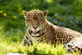 Jaguar laying in grass